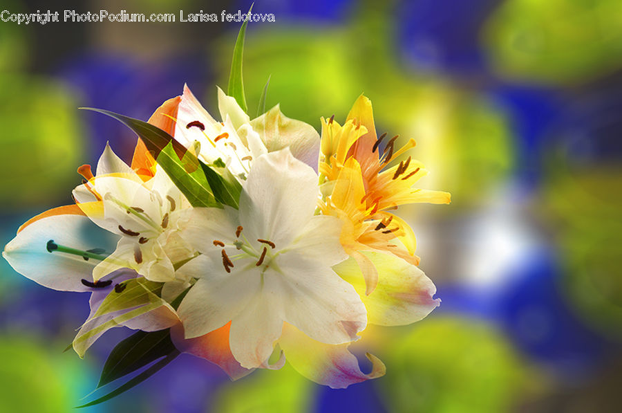 Blossom, Flora, Flower, Plant, Gladiolus, Geranium, Lily