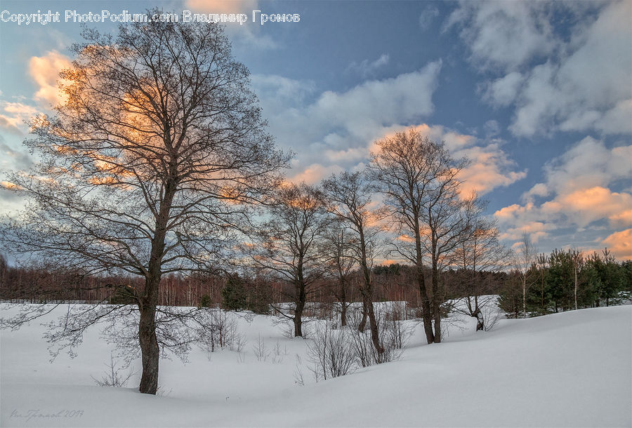 Ice, Outdoors, Snow, Plant, Tree, Landscape, Nature