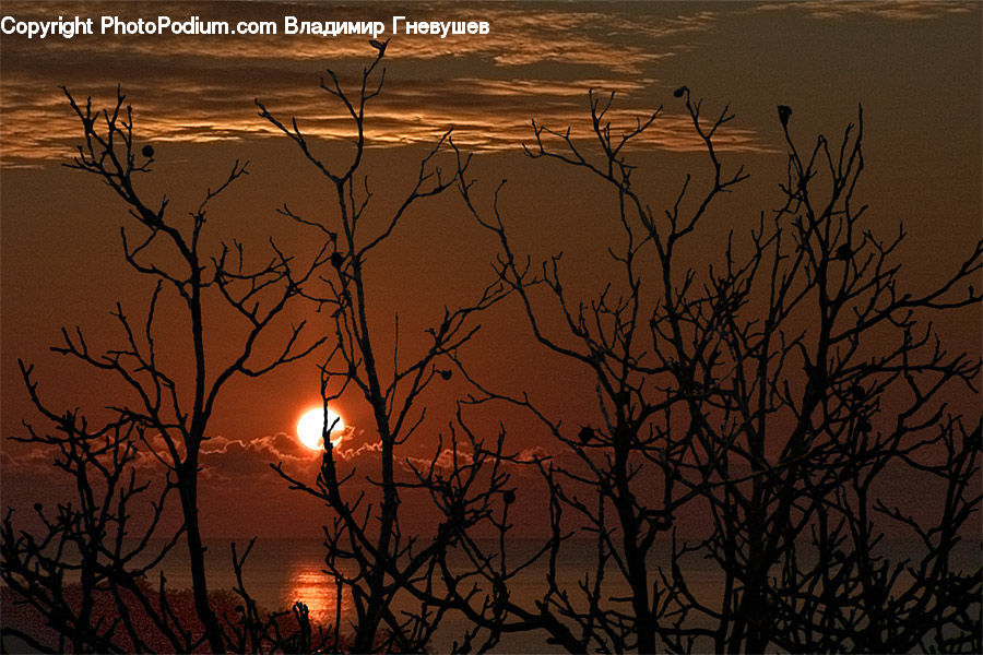 Dawn, Dusk, Red Sky, Sky, Sunrise, Sunset, Plant