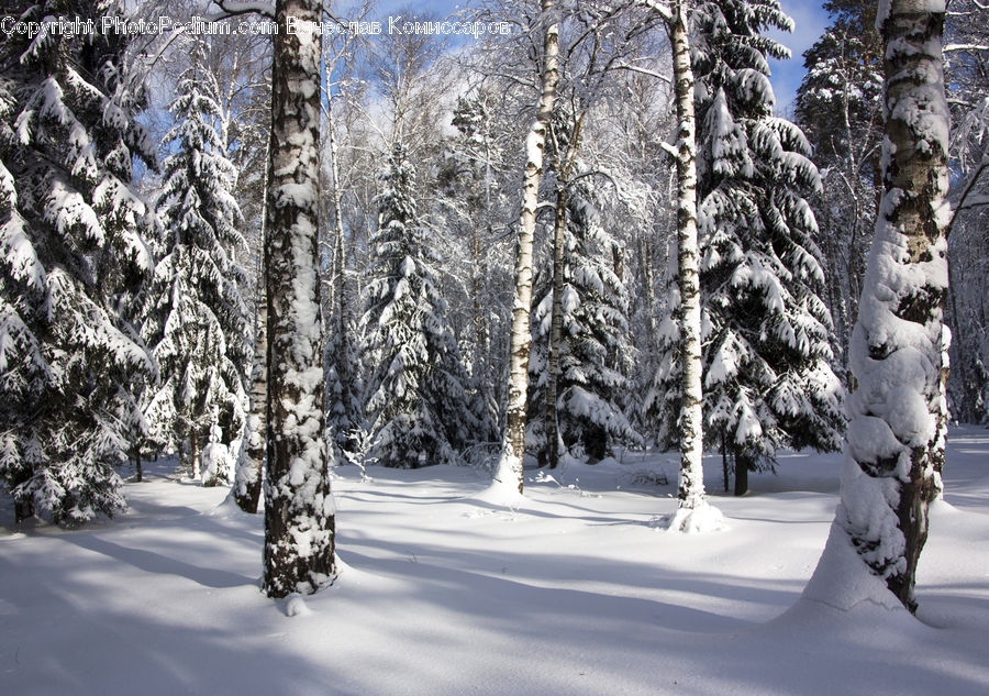 Birch, Tree, Wood, Forest, Vegetation, Ice, Outdoors
