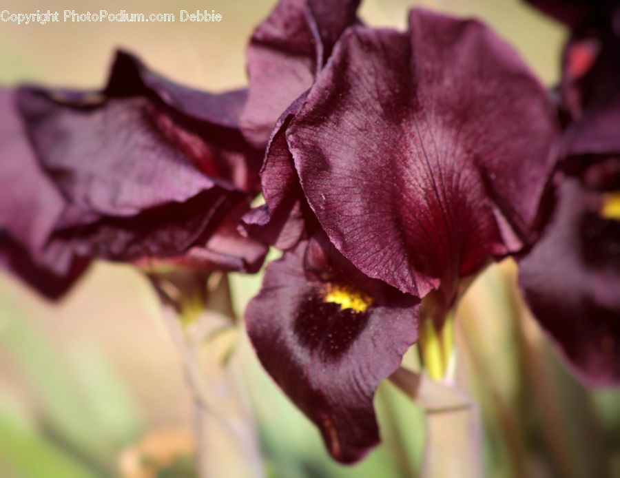 Flora, Flower, Iris, Plant, Gladiolus, Blossom, Geranium