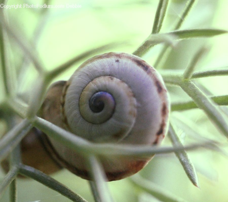 Invertebrate, Snail, Outdoors, Blossom, Flora, Flower, Plant