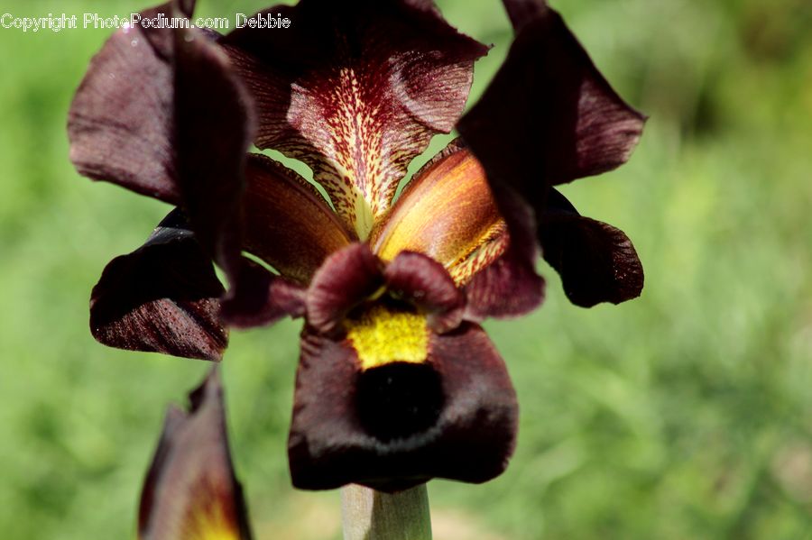 Blossom, Flora, Flower, Orchid, Plant, Iris, Gladiolus