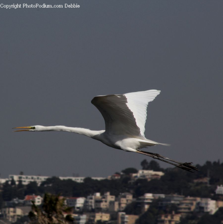 Bird, Crane Bird, Heron, Seagull, Ardeidae, Booby, Beak