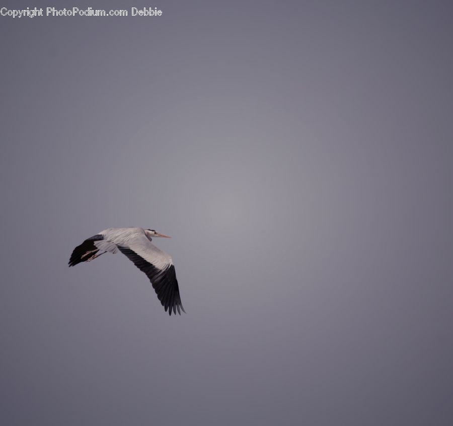 Bird, Stork, Ardeidae, Crane Bird, Heron, Flying