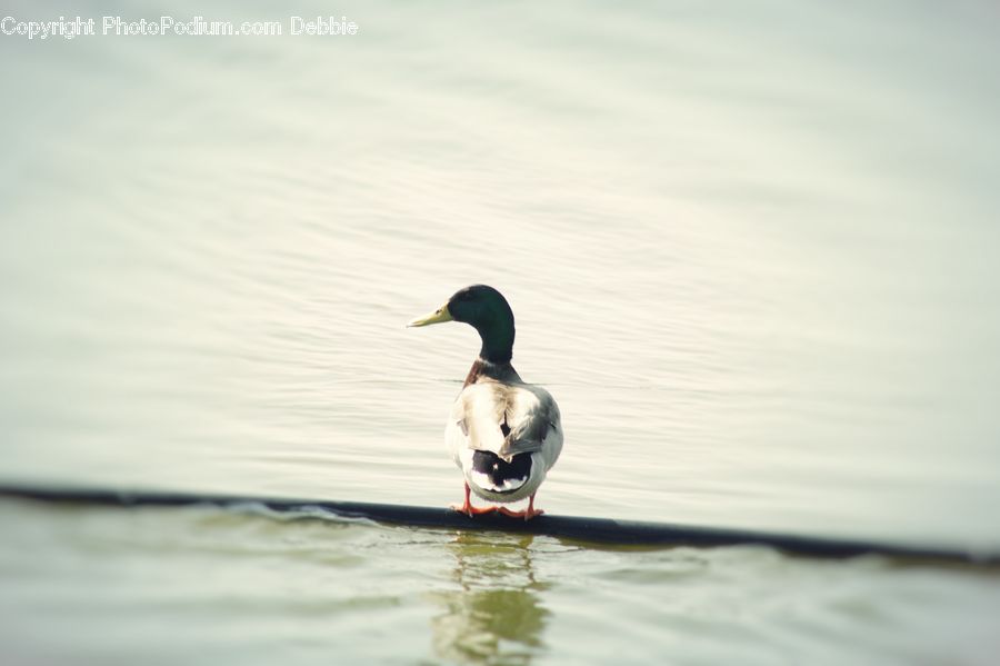 Bird, Waterfowl, Duck, Teal, Goose, Mallard, Water