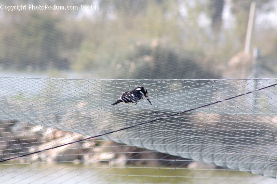 Bird, Dove, Pigeon, Magpie, Arachnid, Garden Spider, Insect