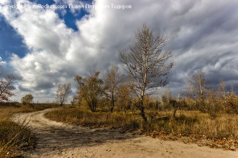Dirt Road, Gravel, Road, Field, Grass, Grassland, Plant