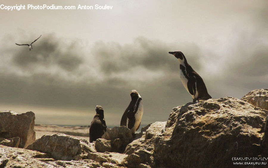 Bird, Penguin, Crater, Cormorant, Waterfowl, Booby, Rock