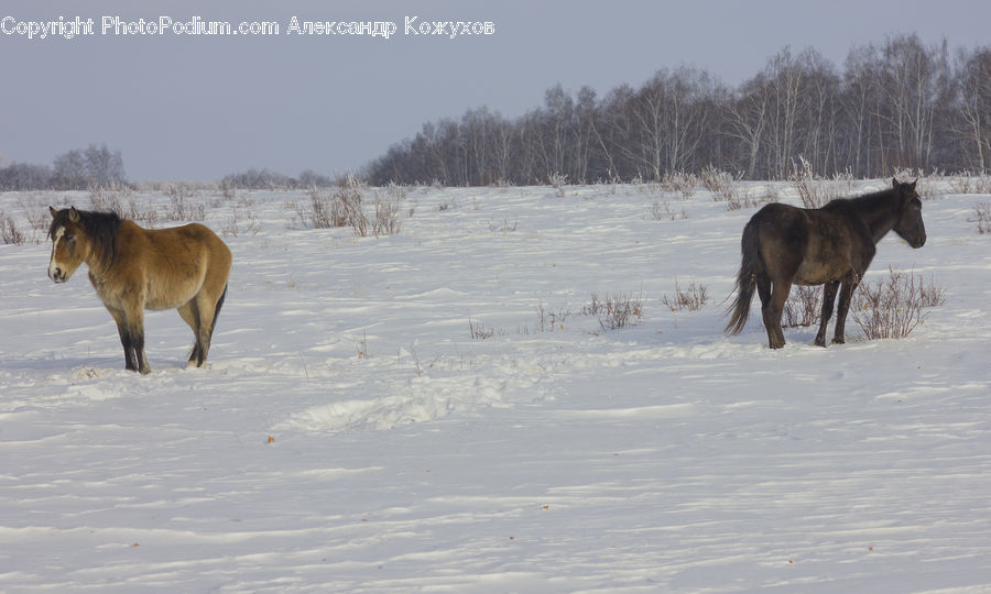 Animal, Horse, Mammal, Stallion, Ice, Outdoors, Snow