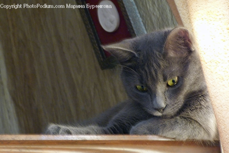Animal, Cat, Mammal, Manx, Pet, Cup, Abyssinian