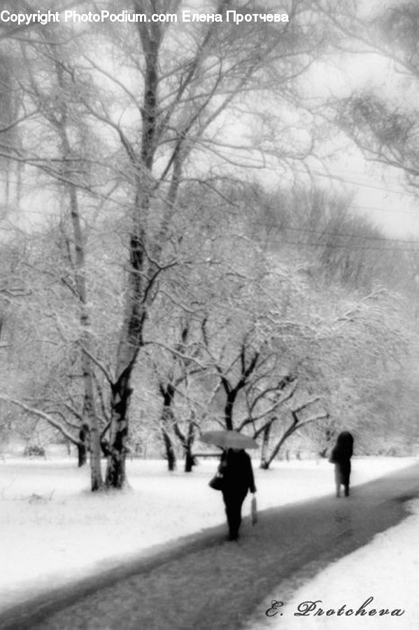 Plant, Tree, Ice, Outdoors, Snow, Blossom, Flora