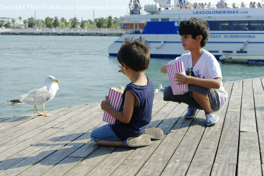 People, Person, Human, Bird, Seagull, Boardwalk, Deck