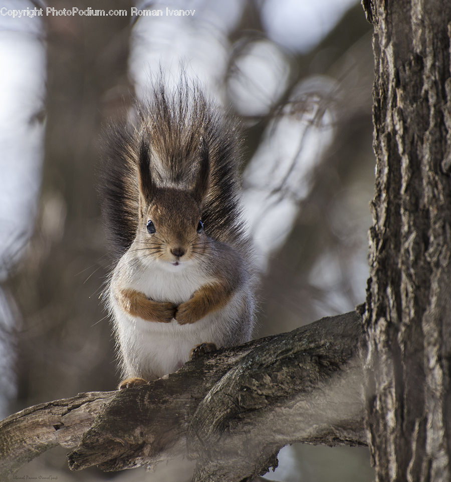 Animal, Mammal, Rodent, Squirrel, Head, Portrait, Field