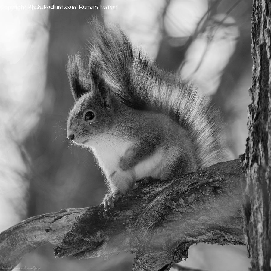 Animal, Mammal, Rodent, Squirrel