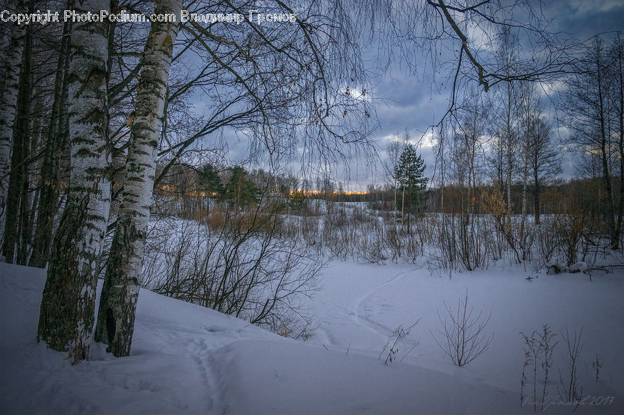 Birch, Tree, Wood, Forest, Vegetation, Landscape, Nature