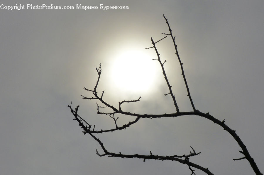Wire, Flare, Light, Sunlight, Bee Eater, Bird, Silhouette