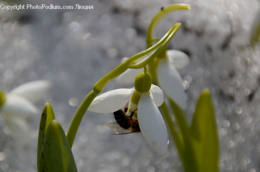 Blossom, Daffodil, Flora, Flower, Plant, Pollen, Dish