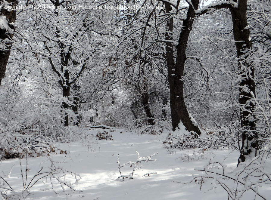Birch, Tree, Wood, Ice, Outdoors, Snow, Plant