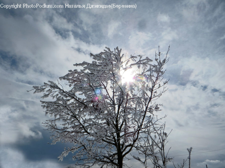 Flare, Light, Sunlight, Blossom, Cherry Blossom, Flower, Plant