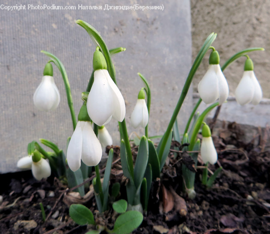 Garlic, Plant, Amaryllidaceae, Blossom, Flower, Crocus, Flora