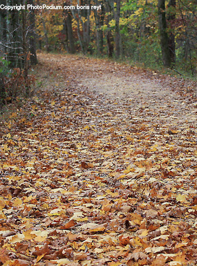 Forest, Grove, Land, Vegetation, Ground, Soil, Outdoors