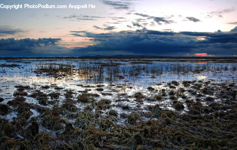 Land, Marsh, Pond, Swamp, Water, Field, Grass