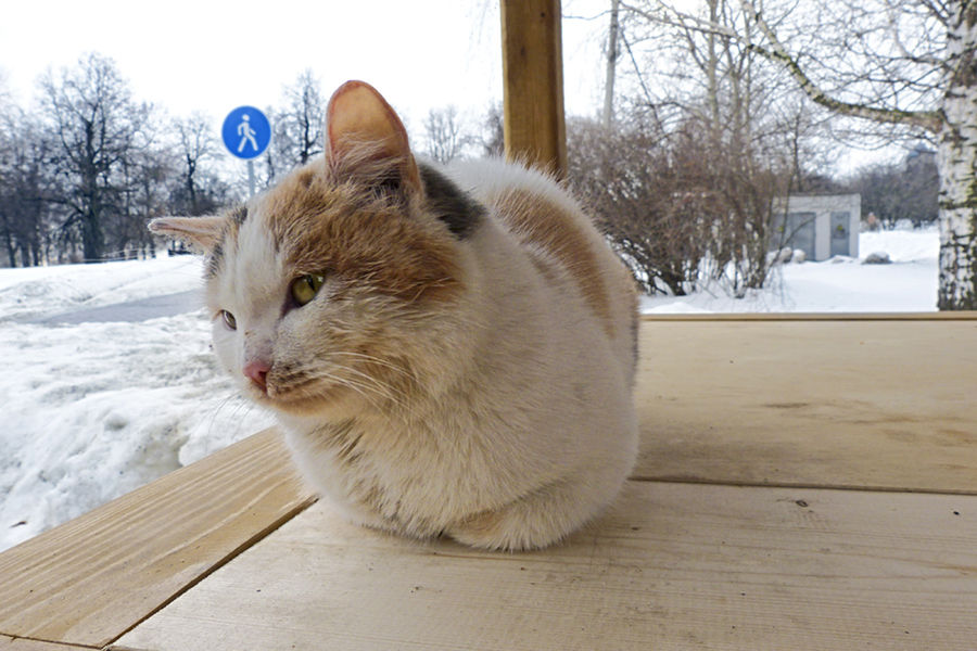 Animal, Cat, Mammal, Manx, Pet, Ice, Outdoors