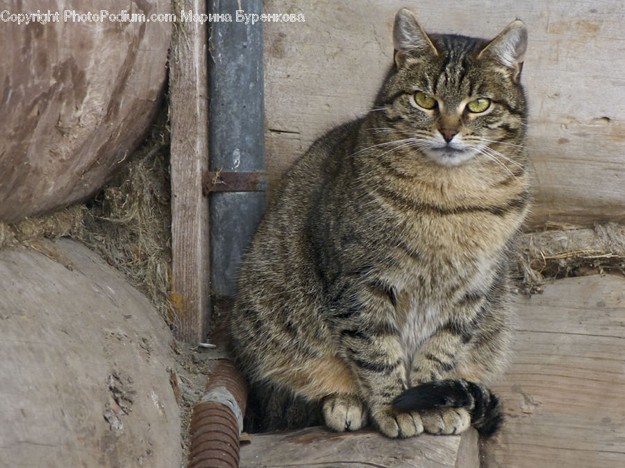 Abyssinian, Animal, Cat, Mammal, Pet, Egyptian Cat, Manx