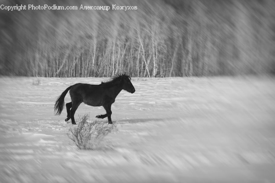 Animal, Horse, Mammal, Stallion, Ice, Outdoors, Snow