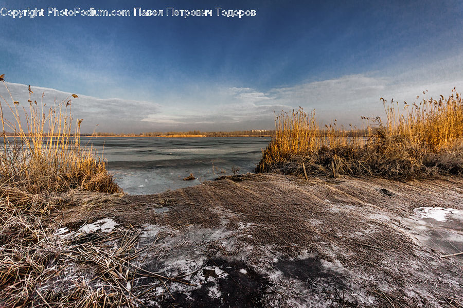 Grass, Plant, Reed, Field, Grassland, Basin, Outdoors