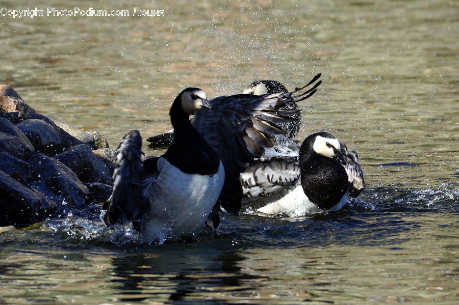People, Person, Human, Bird, Waterfowl, Duck, Teal