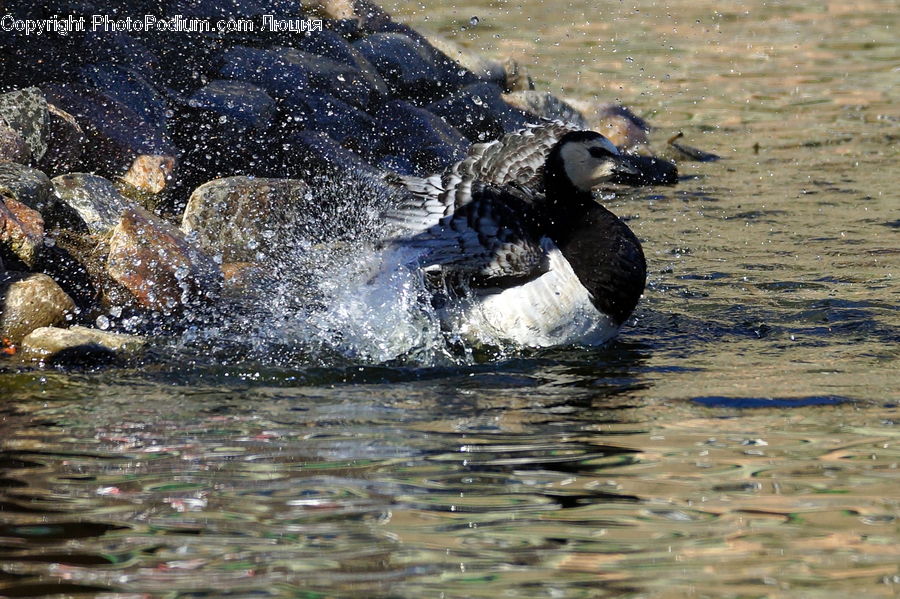 Bird, Goose, Waterfowl, Duck, Teal