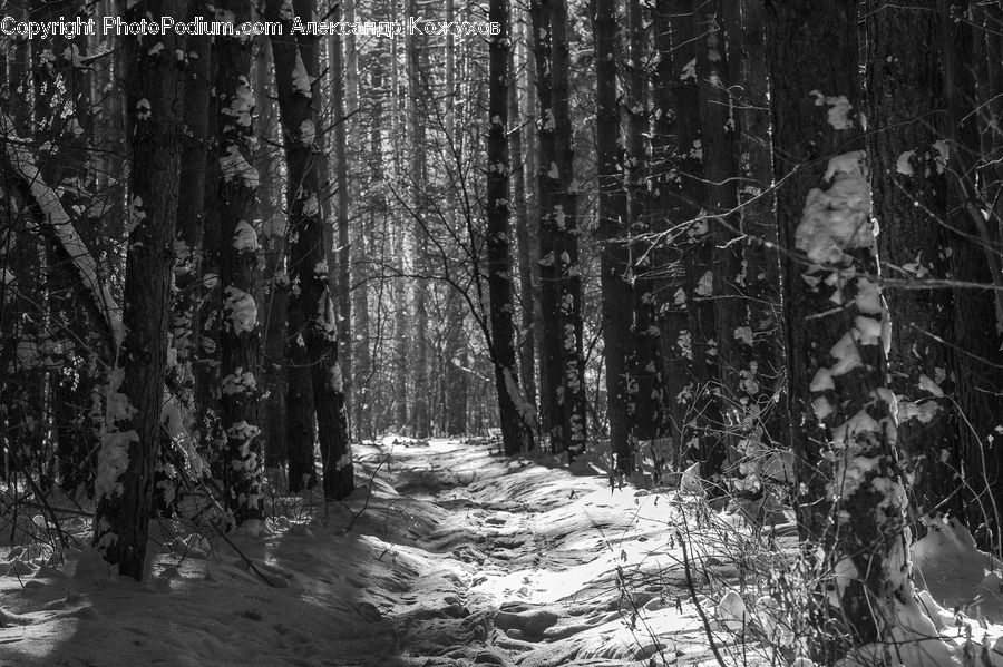 Forest, Vegetation, Path, Trail, Birch, Tree, Wood