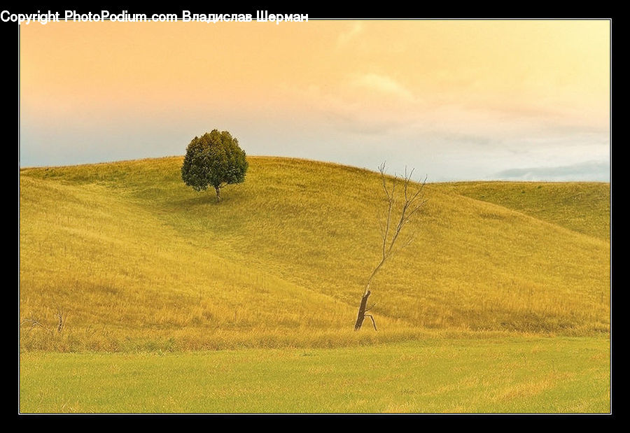Field, Grass, Grassland, Land, Outdoors, Countryside, Hill