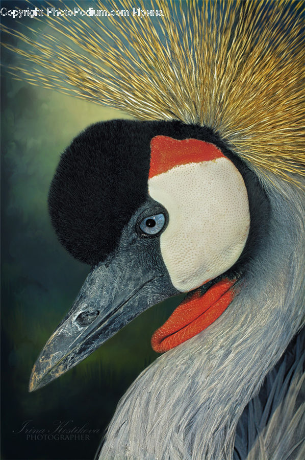Bird, Crane Bird, Heron, Braid, Hair, Ponytail, Beak