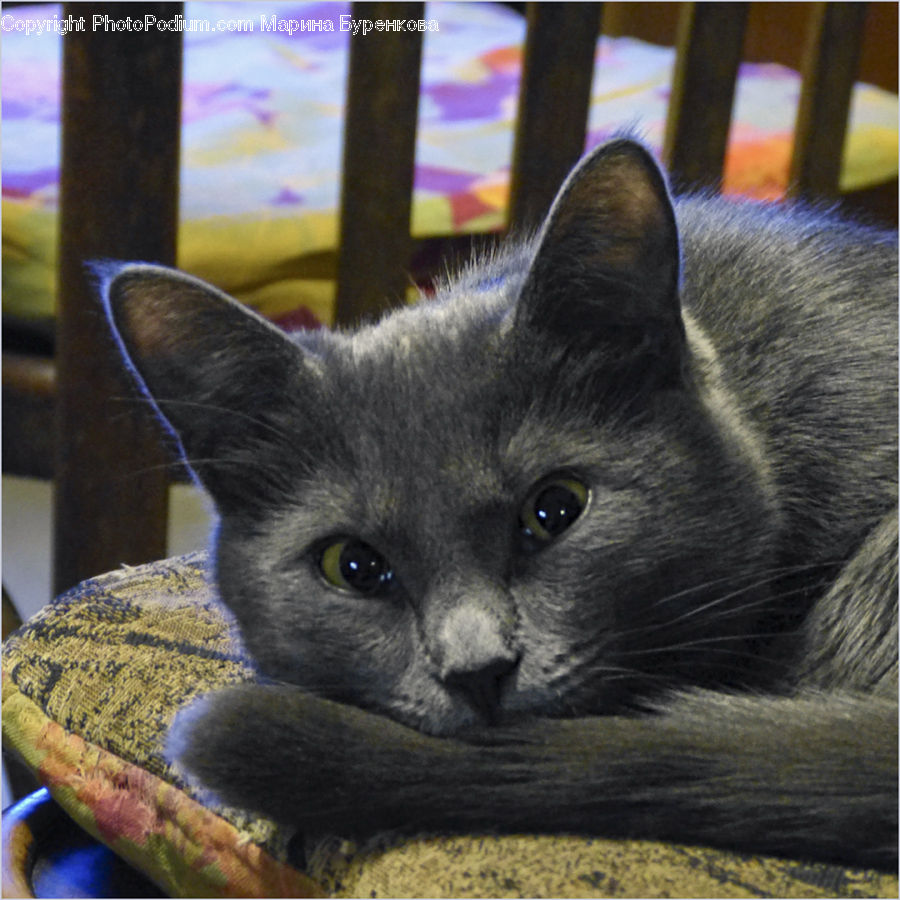 Animal, Cat, Mammal, Manx, Pet, Kitten, Siamese