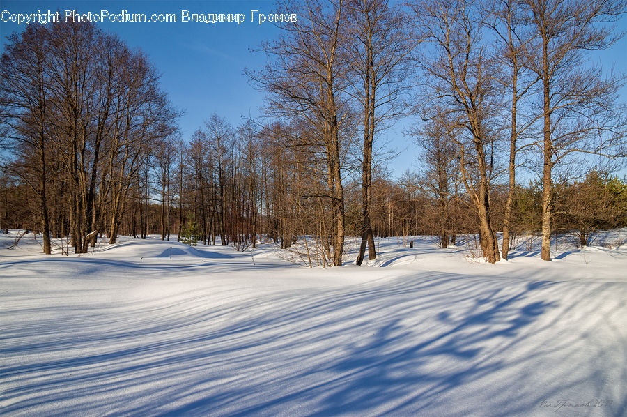 Landscape, Nature, Scenery, Ice, Outdoors, Snow, Forest