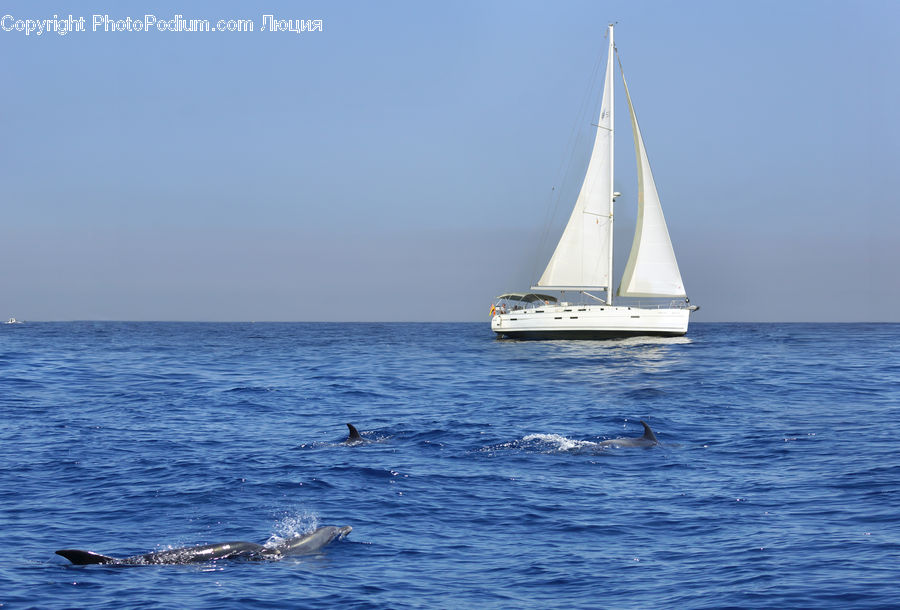 Boat, Yacht, Dinghy, Sailboat, Vessel, Watercraft, Animal