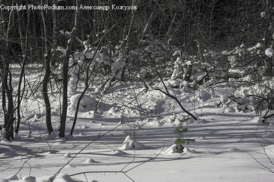 Ice, Outdoors, Snow, Plant, Tree, Park, Fir
