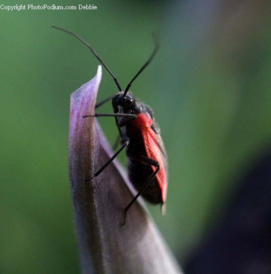 Cockroach, Insect, Invertebrate, Asilidae, Apidae, Bee, Bumblebee