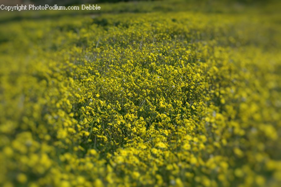 Field, Grass, Grassland, Meadow, Outdoors, Pasture, Blossom