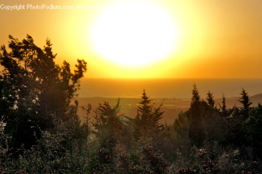 Dawn, Dusk, Sky, Sunrise, Sunset, Conifer, Fir