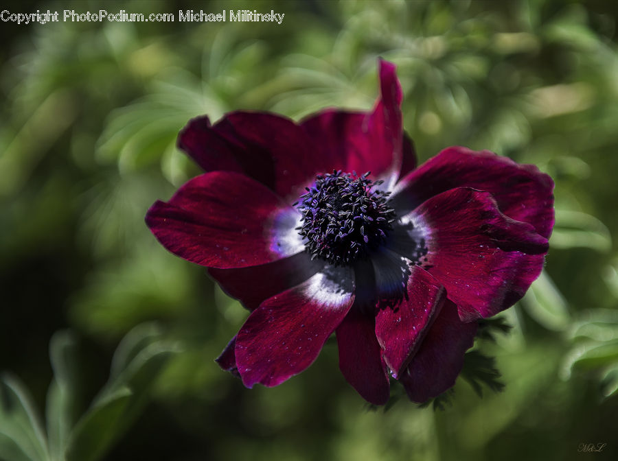Blossom, Flora, Flower, Plant, Petal, Pollen, Geranium