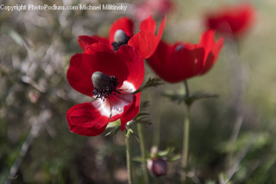 Blossom, Flora, Flower, Plant, Poppy, Geranium, Anemone