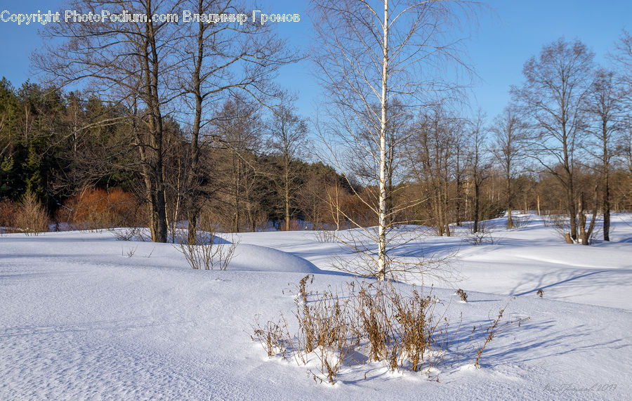Landscape, Nature, Scenery, Birch, Tree, Wood, Conifer