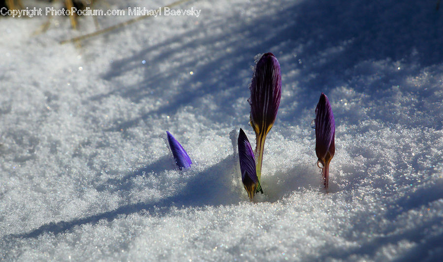 Blossom, Crocus, Flora, Flower, Plant, Leisure Activities, Petal