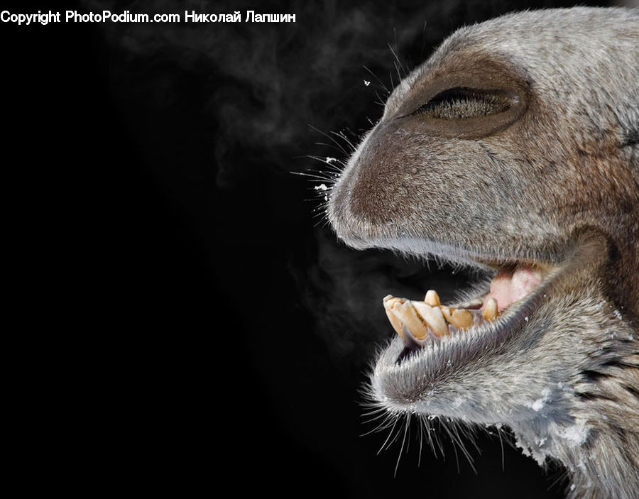 Animal, Canine, Dog, Labrador Retriever, Mammal, Pet, Head