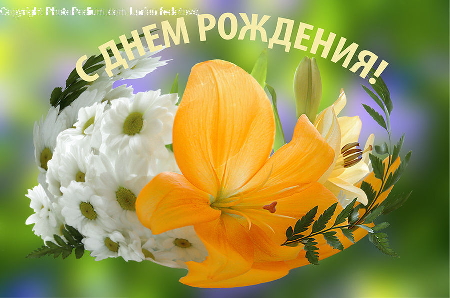 Blossom, Flora, Flower, Plant, Crocus, Daisies, Daisy