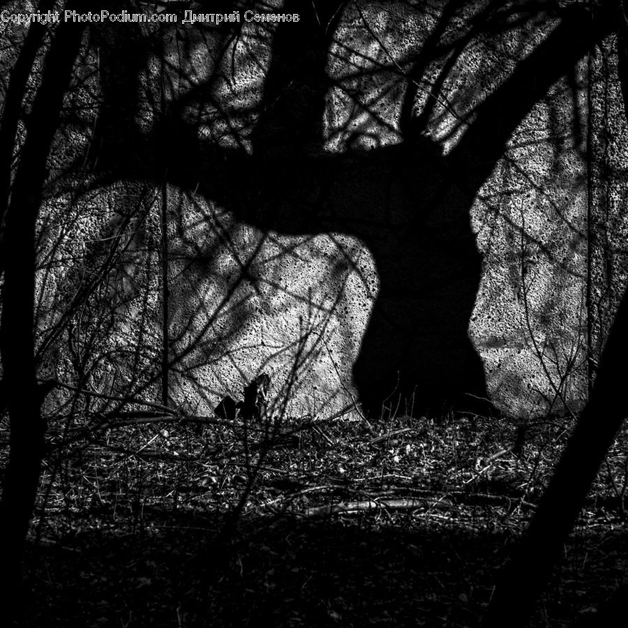 Plant, Tree, Oak, Wood, Forest, Vegetation, Silhouette